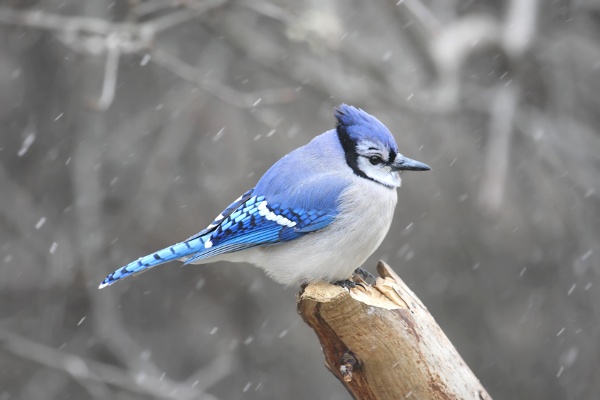 Bird Bluejay 21160972 1 Bird Bluejay 21160972 1