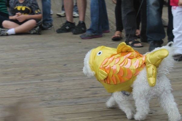 Halloween Pet Parade Halloween Pet Parade